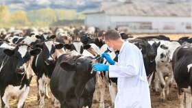Ученые Донского ГАУ создали препарат для ликвидации бесплодия у коров